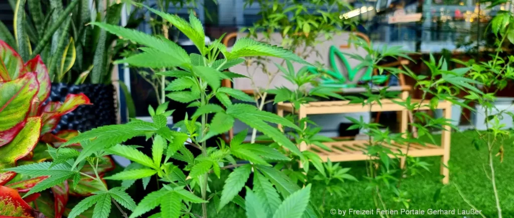 Cannabispflanzen daheim anbauen Hanfsamen Legalisierung Deutschland