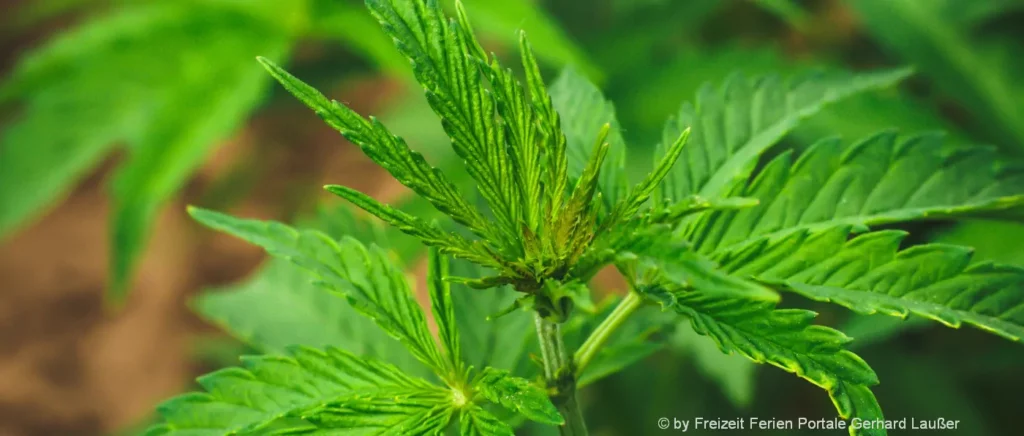 Cannabispflanzen legal anbauen in Deutschland Hanfsamen pflanzen & aufziehen