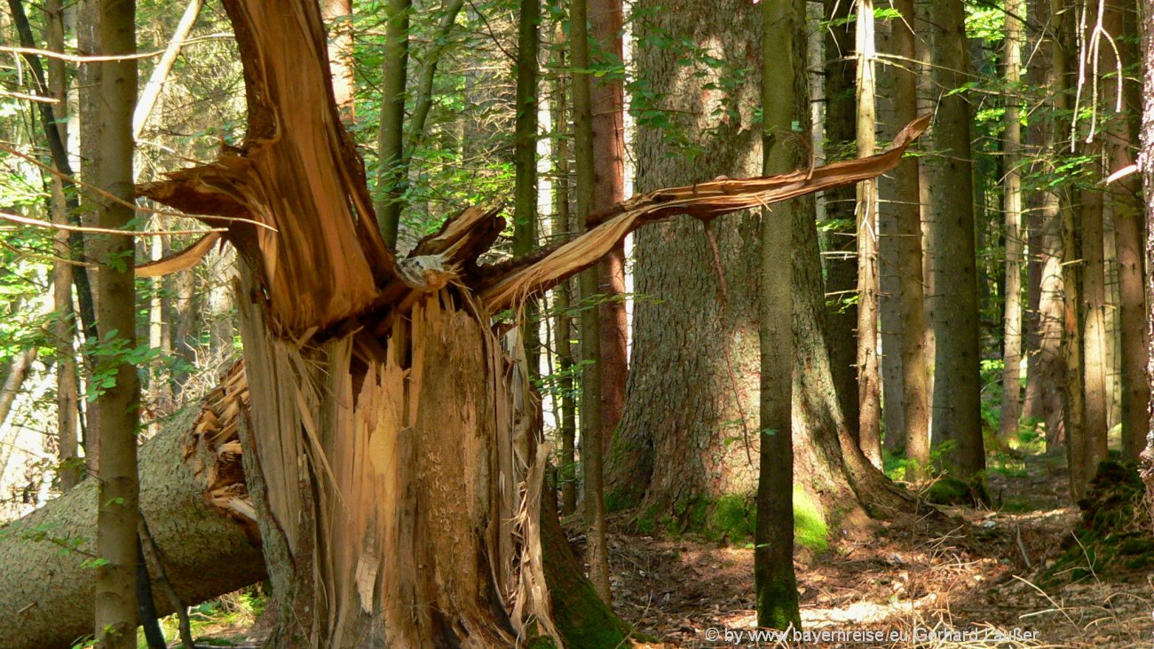 Wandern Im Nationalpark Bayerischer Wald Ausflugsziele Berge Natur